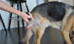 Furminator za pse: kako odabrati pravi alat za brigu o vašem omiljenom ljubimcu